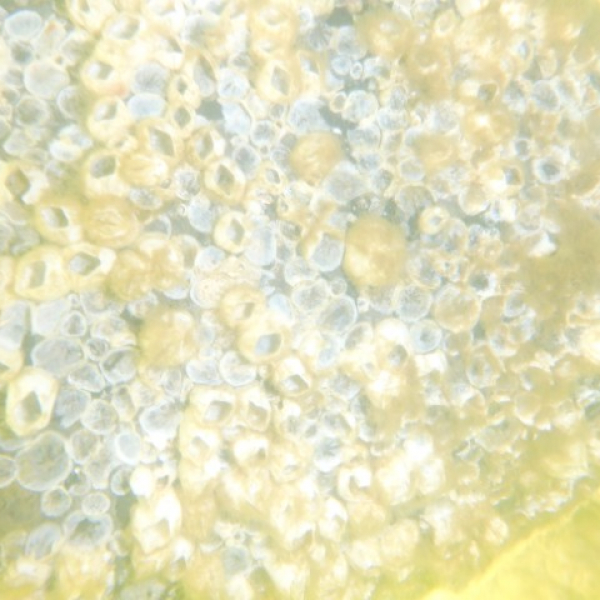 2025 07 20 Propeller putzen