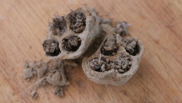 2025 07 24 Nordwärts ohne StarLink