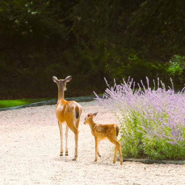 2025 08 01 Durch den Wald