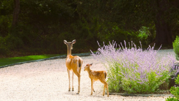 2025 08 01 Durch den Wald